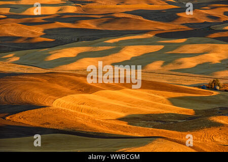 Mowing and harvest patterns in the Palouse landscape at dawn in late summer, Steptoe Butte State Park, Washington, USA Stock Photo