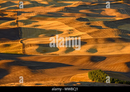 Mowing and harvest patterns in the Palouse landscape at dawn in late summer, Steptoe Butte State Park, Washington, USA Stock Photo