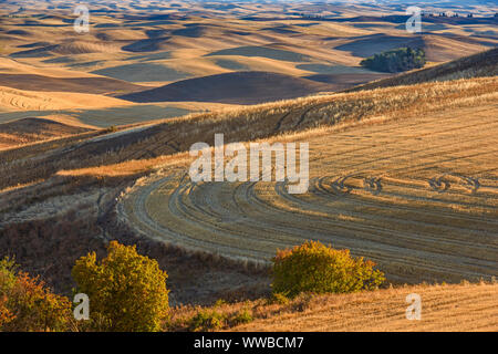 Mowing and harvest patterns in the Palouse landscape at dawn in late summer, Steptoe Butte State Park, Washington, USA Stock Photo