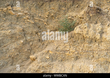 Bush of grass on a sheer sandy background. Life in the midst of drought Stock Photo
