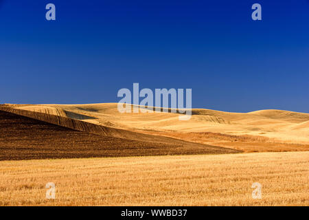 Mowing and harvest patterns in the Palouse landscape in late summer, Whitman County, Washington, USA Stock Photo