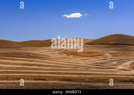 Mowing and harvest patterns in the Palouse landscape in late summer, Whitman County, Washington, USA Stock Photo