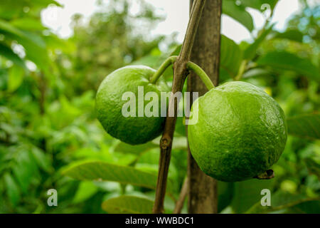 Young green guava fruit Hang on the guava tree. Psidium guajava Stock Photo