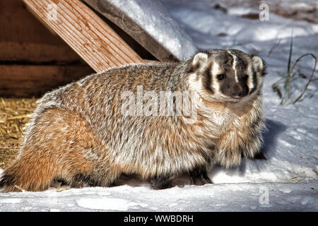American Badger. Full body closeup of badger in snow. Stock Photo