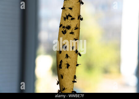 Dead flies on sticky yellow fly paper hanging up indoors Stock Photo - Alamy