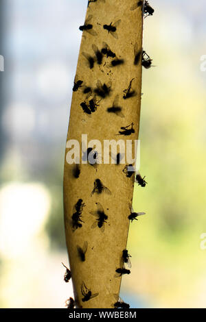 Dead flies on sticky yellow fly paper hanging up indoors Stock Photo - Alamy