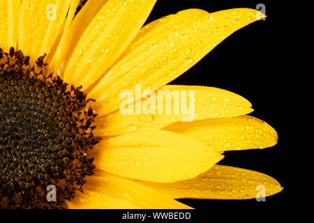 Vlibrant sunflower petals covered in water drops, on  a black background Stock Photo