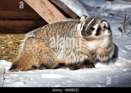 American Badger. Full body closeup of badger in snow Stock Photo - Alamy