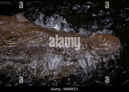 American Crocodile (crocodylus acutus) in a swamp in Black River, Jamaica Stock Photo