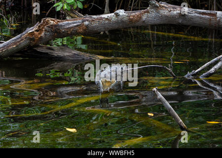 American Crocodile (crocodylus acutus) in a swamp in Black River, Jamaica Stock Photo