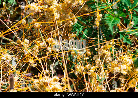 Dodder Genus Cuscuta is The parasite wraps the stems of plant cultures with yellow threads and sucks out the vital juice and nutrients Stock Photo