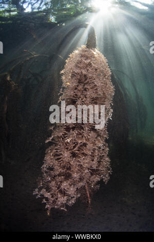 Sunlight shines down on a mangrove prop root covered with coral polyps in a blue water mangrove forest in Raja Ampat, Indonesia. Stock Photo