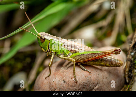 Meadow Grasshopper (Chorthippus parallelus). Devon, UK Stock Photo