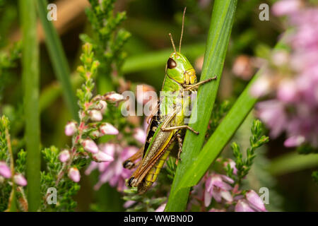 Meadow Grasshopper (Chorthippus parallelus). Devon, UK Stock Photo
