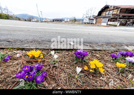 Purple white and yellow large crocus buds flowers blooming on ground by street road in Takayama, Japan in spring with wooden house building in backgro Stock Photo