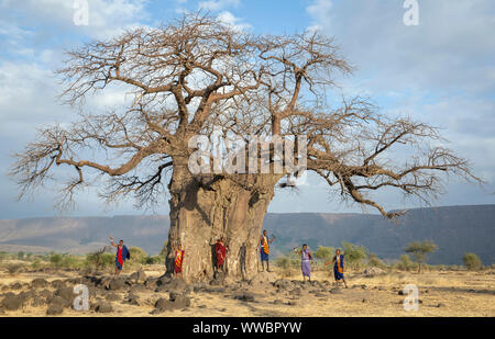 Ngorongoro, Tanzania, 10th September 2019: maasiai warriors at a big Baobab tree Stock Photo