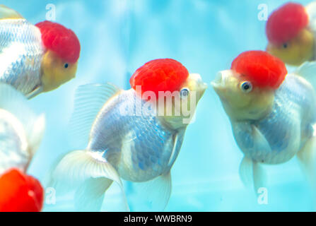 Colorful Goldfish oranda in the aquarium. This is a species of ornamental fish used to decorate in the house Stock Photo