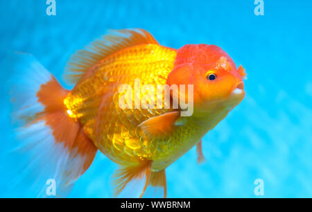 Colorful Goldfish oranda in the aquarium. This is a species of ornamental fish used to decorate in the house Stock Photo