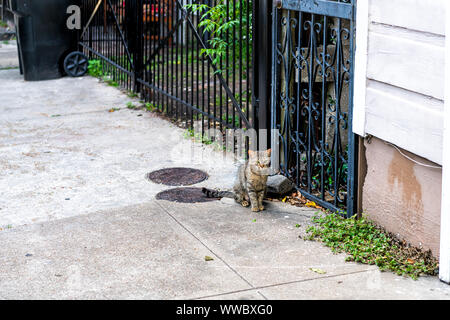 Stray tabby cat with green eyes sitting on sidewalk streets in French Quarter of New Orleans, Louisiana by metal fence Stock Photo