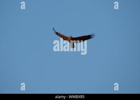 Majestic Brown Snake Eagle Flaying in Blue Sky in Namibia Stock Photo