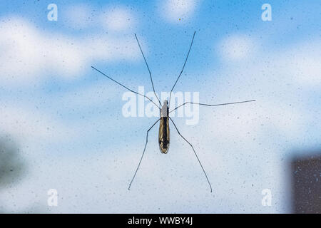 Big mosquito close-up on window screen Stock Photo