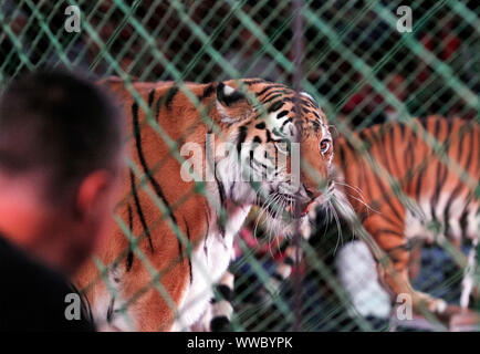 Kiev, Ukraine. 14th Sep, 2019. Tigers seen during the presentation of the new fantasy steampunk circus show 'Pendulum of Time' at the Ukrainian National Circus in Kiev, Ukraine. The show will be staged in the circus from September 2019. The Kiev's Circus is one of the oldest in the Ukraine. Credit: SOPA Images Limited/Alamy Live News Stock Photo