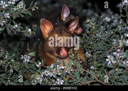 Brushtail possum with baby, Wilsons Promontory National Park, Victoria, Australia Stock Photo