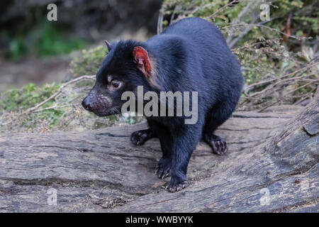 Close up of an Tasmanian devil, Cradle Mountain NP, Tasmania Stock Photo