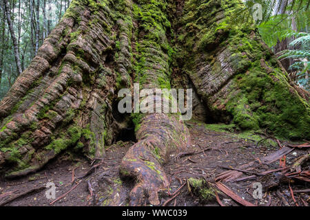 Close up roots of a Swamp gum tree, Mount Field National Park, Tasmania, Australia