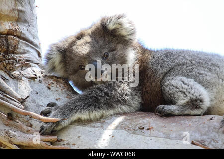 Koala resting in the shadow on an eucalyptus tree, facing, Great Otway National Park, Victoria, Australia