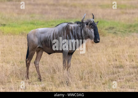 Group, wildebeest and rest in safari nature, savannah and natural ...