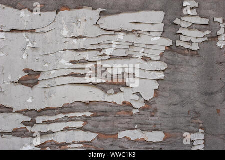 Abstract grunge background. Peeling old white paint on gray plywood. Interesting stains and cracks. Stock Photo