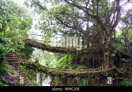 Living root bridge near Nongriat Stock Photo