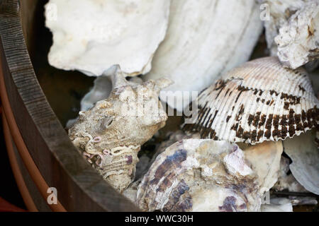 Clam, oyster, and other shells sit in a wooden bucket in the Ameyoko (Ameyayokocho) outdoor market near Ueno Station Stock Photo