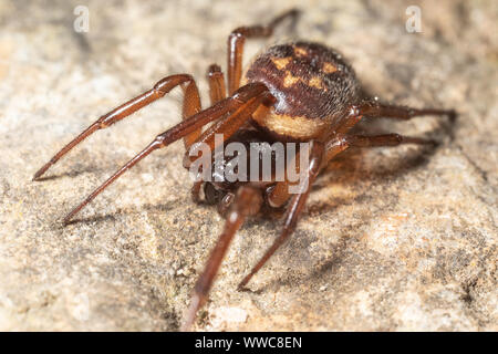 Female noble false widow spider - a species that has got widespread media attention due to the alledged danger it poses to people. Stock Photo