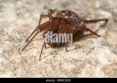 Female noble false widow spider - a species that has got widespread media attention due to the alledged danger it poses to people. Stock Photo