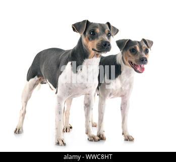 Brazilian Terriers in front of white background Stock Photo