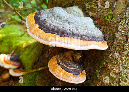 Detail shot of fungus Fomitopsis pinicola. Stock Photo