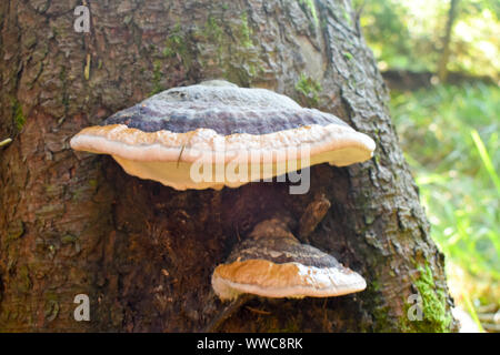 Detail shot of fungus Fomitopsis pinicola. Stock Photo