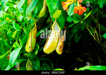 Carnivorous Pitcher Plant in the Wild Stock Photo