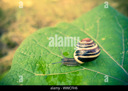 land snail on a leaf Stock Photo