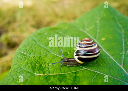 land snail on a leaf Stock Photo