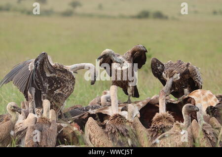 Vultures feeding on a carcass, Masai Mara National Park, Kenya. Stock Photo