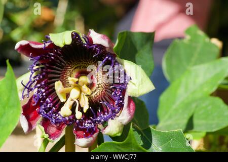Close-up of a violet-yellow passiflora Stock Photo