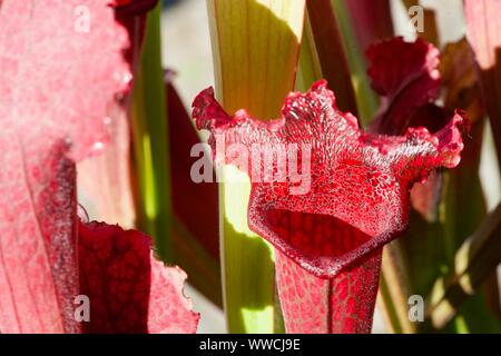 Close-up of a red carnivorous plant Stock Photo