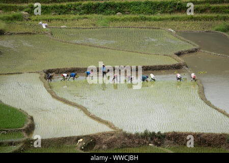 Vietnamese workers in paddy field Khau Pass Vietnam Stock Photo