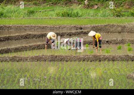 Transplanting rice Stock Photo