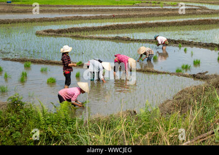 women working transplanting rice Khau Pha Pass Vietnam Stock Photo