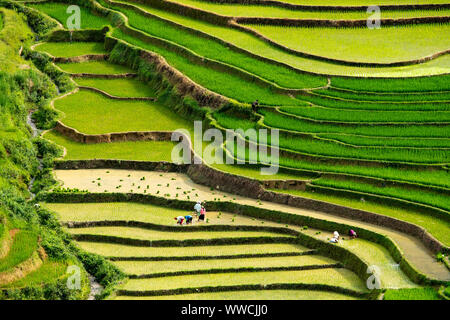 women working transplanting rice Khau Pha Pass Vietnam Stock Photo