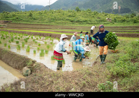 women working transplanting rice Khau Pha Pass Vietnam Stock Photo